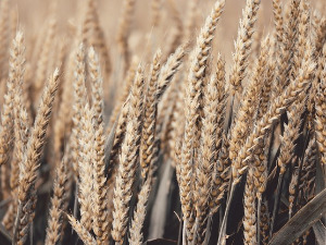  1001 Траг - Пшеничице ситно сјеме - Предраг Гојковић Цуне 