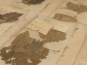 Где се чува хербаријум са примерцима винове лозе старим два века