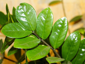 Биљке које нам много дају, а мало траже