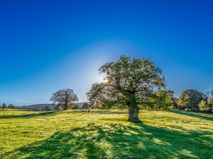  1001 Траг - Лепо ти је рано уранити - Миле Богдановић 