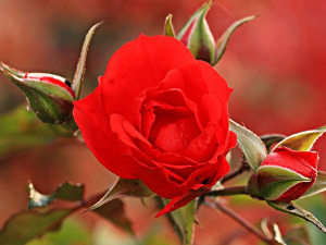 Остало је још мало времена да засадите или орежете руже