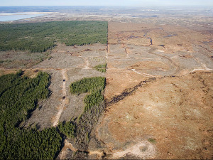 WWF: На Светски дан дивљих врста, замислите како би изгледао свет без природе