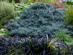 Како вам четинари могу улепшати врт попут цветница