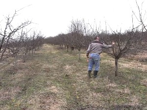 Са којим проблемима се суочавају воћари у Топлици 