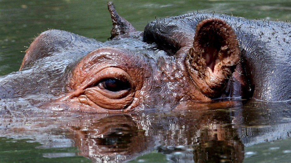 Нилски коњи Пабла Ескобара коначно на новој адреси – из Колумбије ће их преселити у Индију