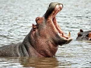 Нилски коњи Пабла Ескобара коначно на новој адреси – из Колумбије ће их преселити у Индију